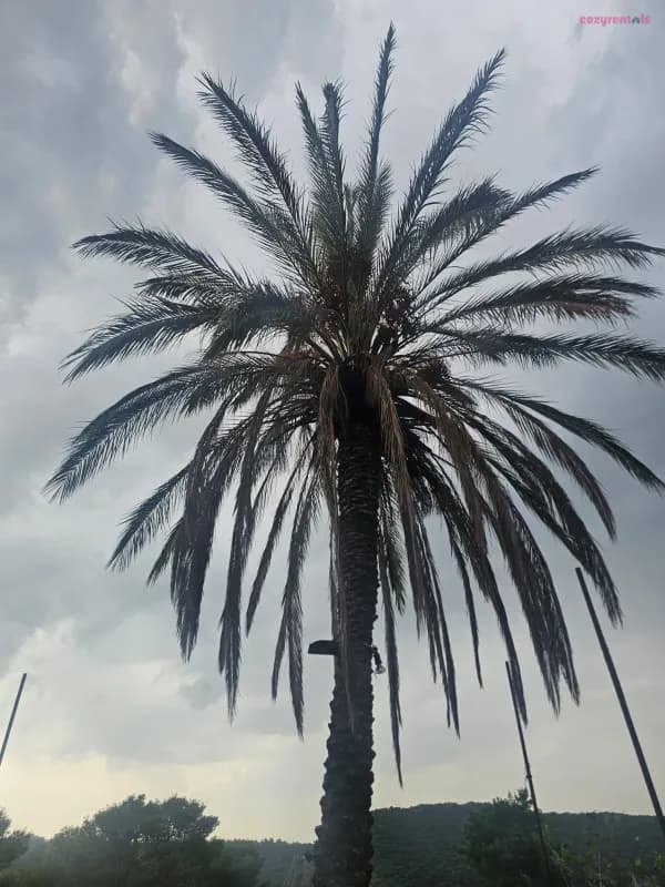 רוז פרימיום, וילת אירוח, לפידות, תמונה 2