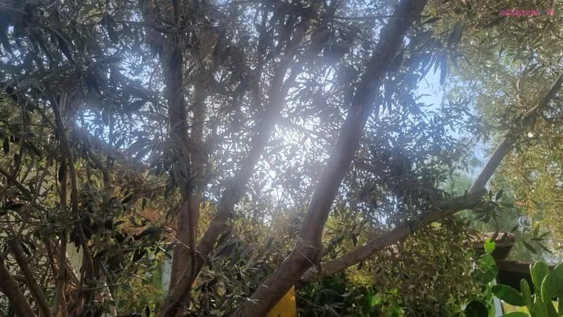 Olives hotel, וילת אירוח, ערד, תמונה 6