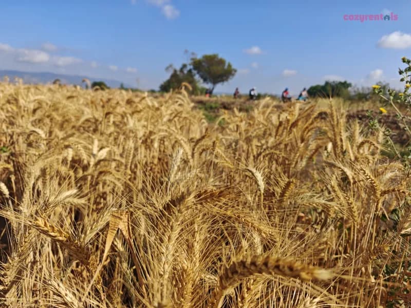 חאן בשביל היער, לופט אירועים, תעוז, תמונה 6
