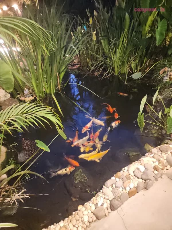 וילה אואזיס, וילת אירוח, נופך, תמונה 5