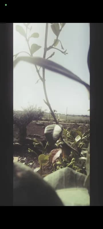 שלווה בקן- יורט פרטי למפגשים משמעותיים, צימר, אלי עד, תמונה 14