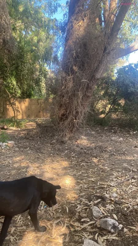 Mamulya, לופט אירועים, בת שלומה, תמונה 4